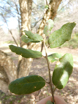 Petites feuilles (3 à 5 cm) alternes et à pétiole court, coriaces et plus ou moins dentées dont la face supérieure est bombée d'un vert glauque. Agrandir dans une nouvelle fenêtre (ou onglet)